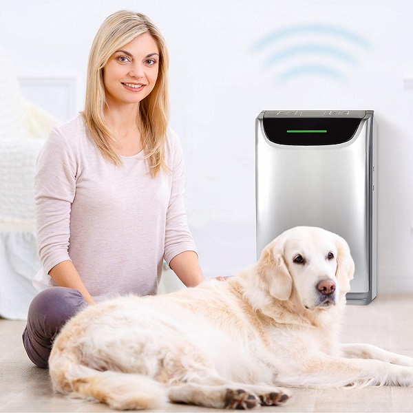 humidifier for dog allergies